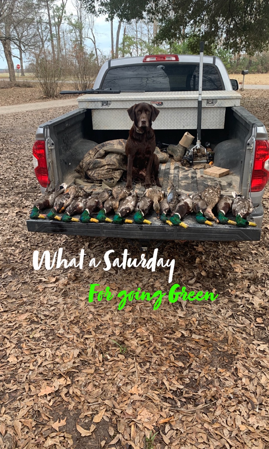 Daddy Poo’s Bailey Boo | Chocolate Labrador Retriver