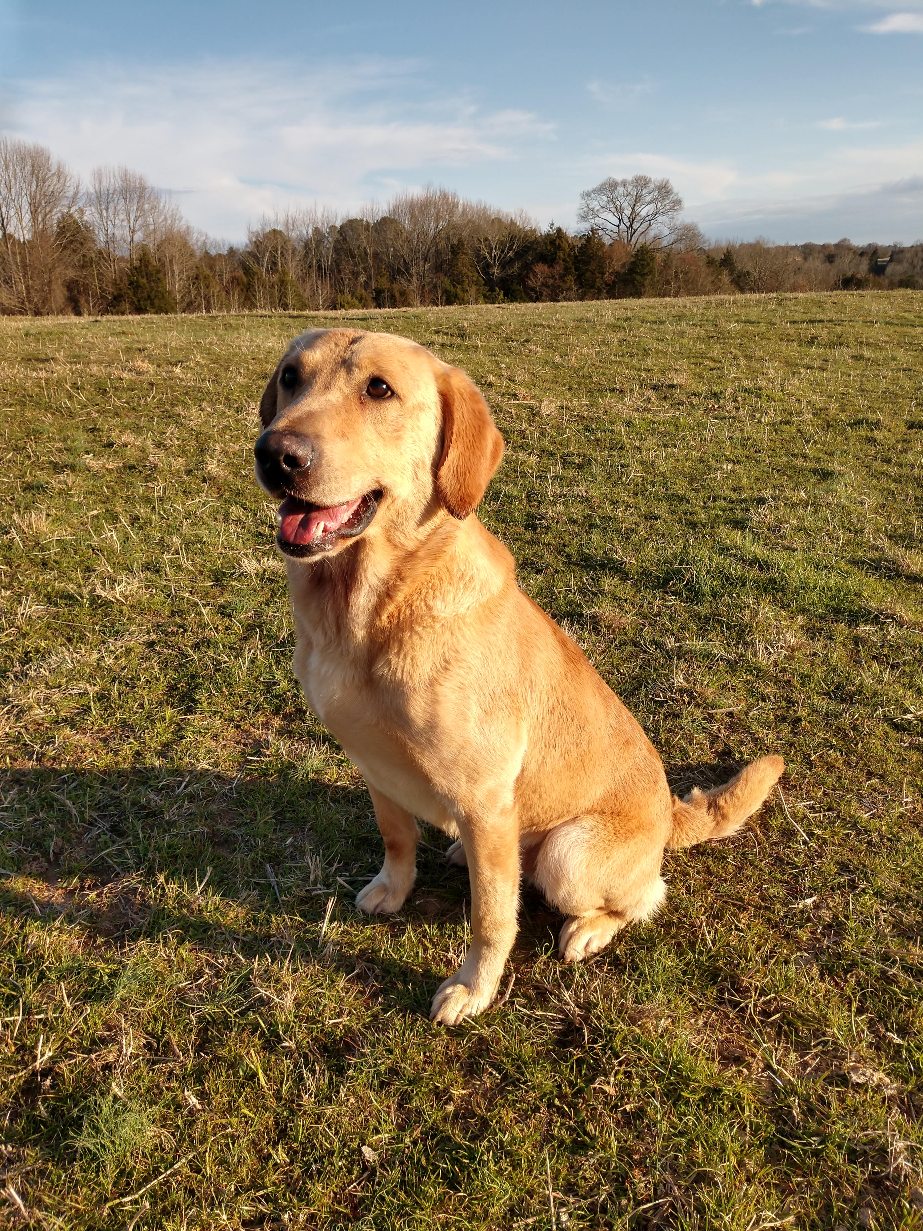 Manley's Golden Decoy MH QAA | Yellow Labrador Retriver