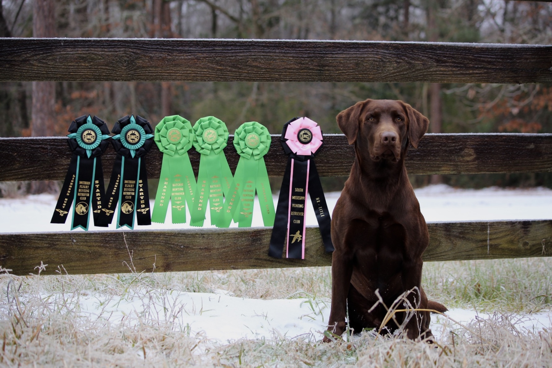 HR Rye To The Sky | Chocolate Labrador Retriver