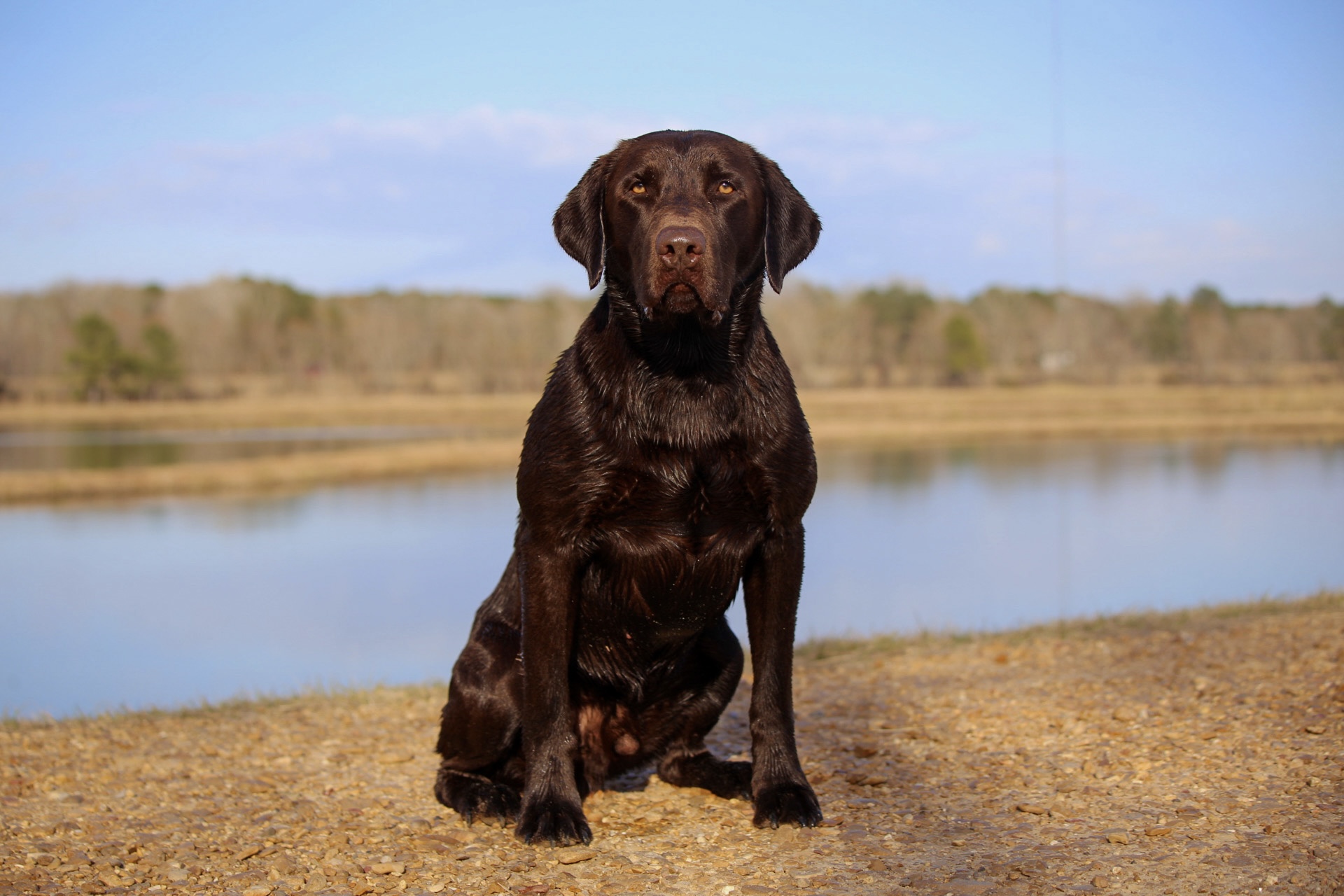 HR Rye To The Sky | Chocolate Labrador Retriver