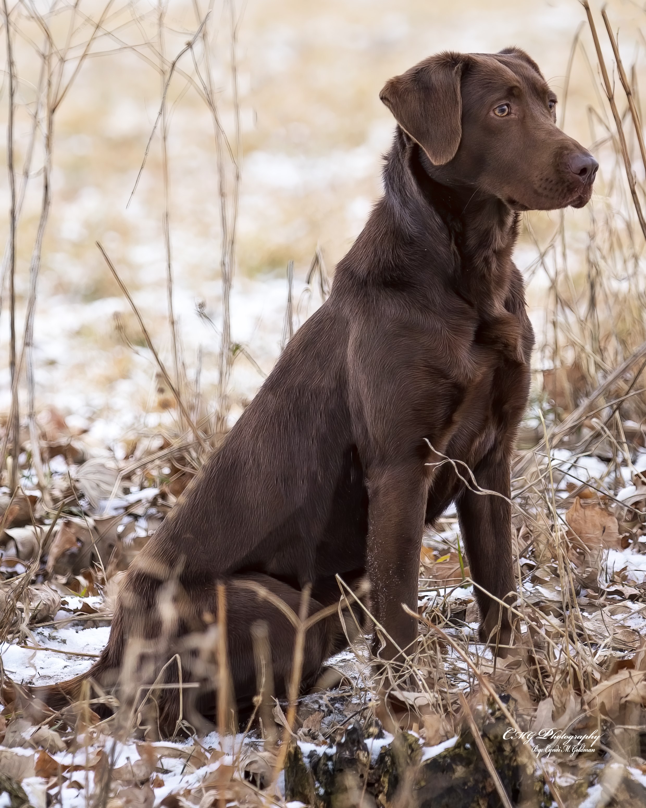 SHR Paragon's On A Wing And A Prayer | Chocolate Labrador Retriver