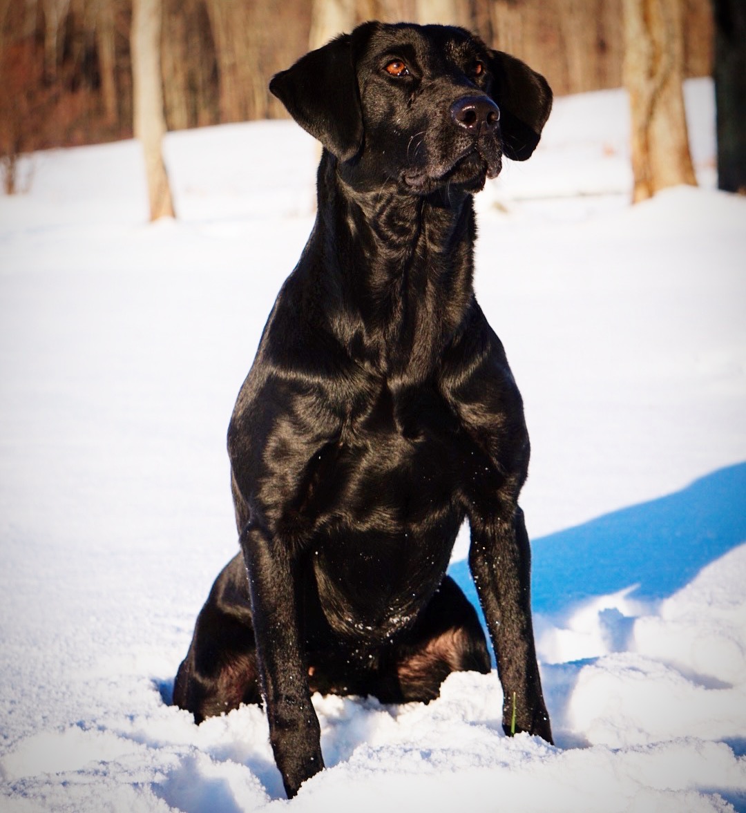 Coosa River’s Pay the Piper JH | Black Labrador Retriver