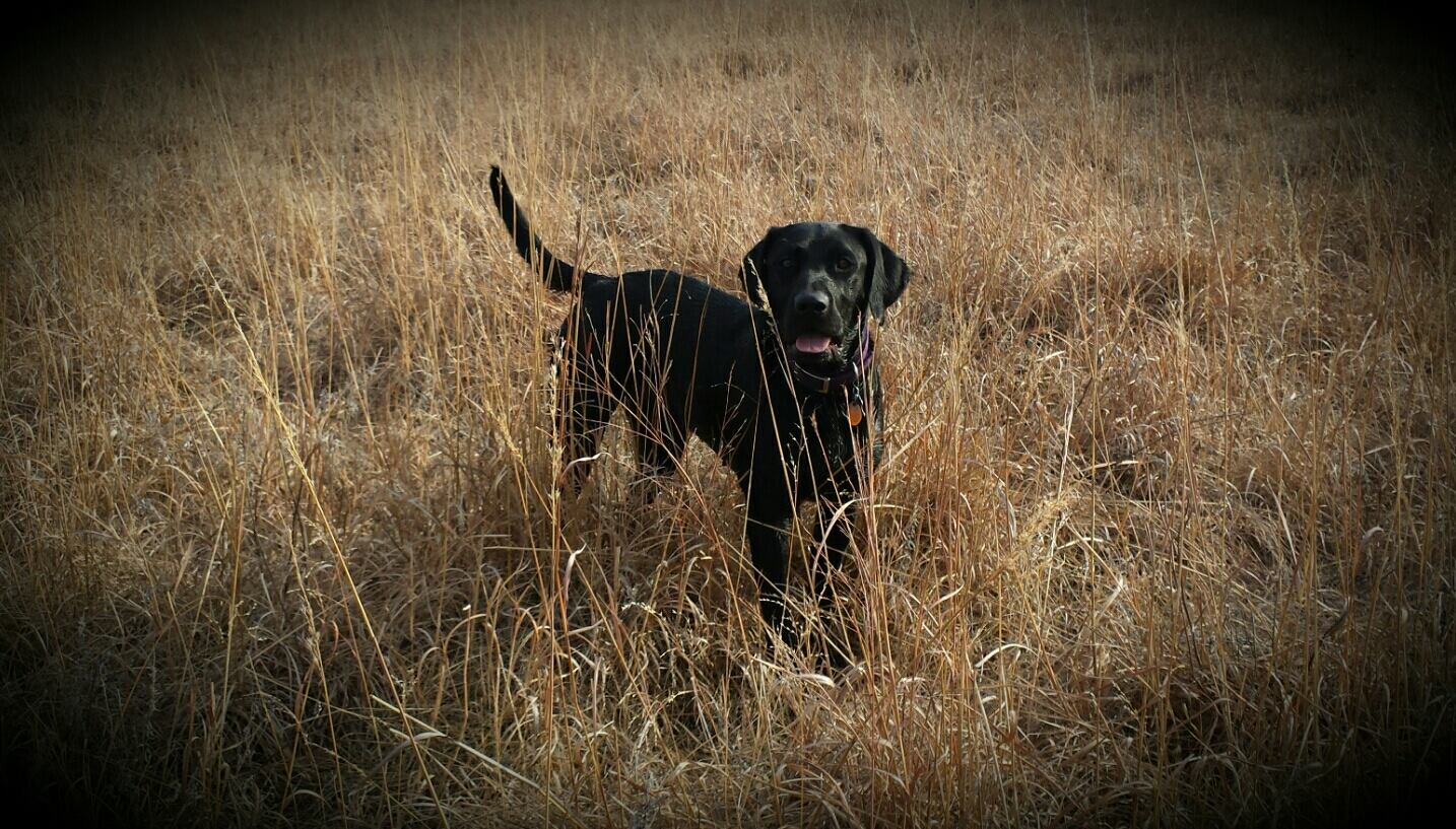 Wilson's Dazzle | Black Labrador Retriver