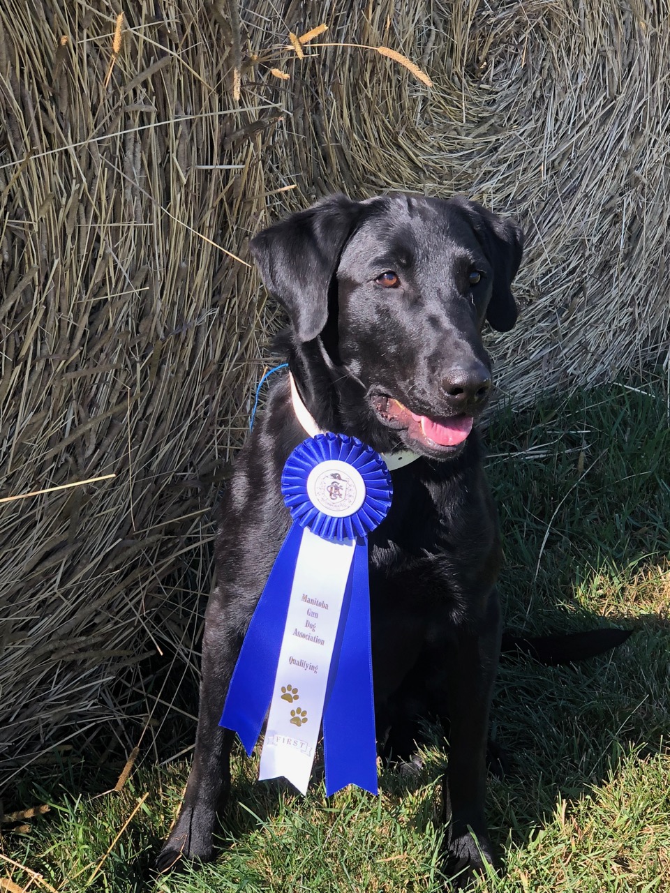 Clubmead's Carnivore Cruz | Black Labrador Retriver