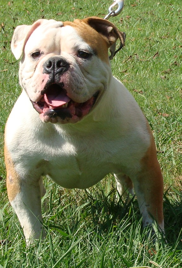 Working Class Bulldogs CrazyHorse2 of Buffalo Creek | Olde English Bulldogge 