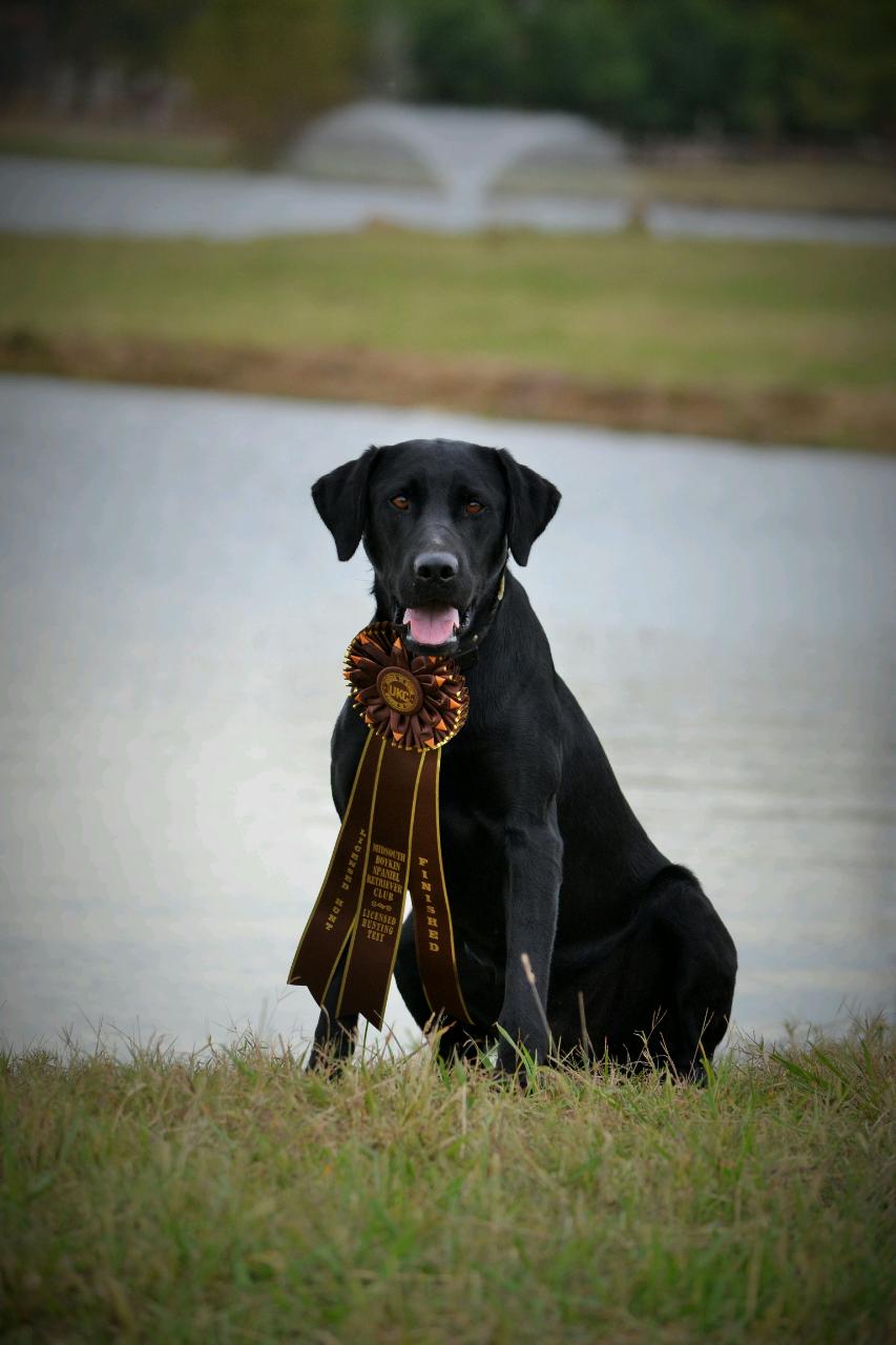 HRCH UH Howell's Money Maker | Black Labrador Retriver