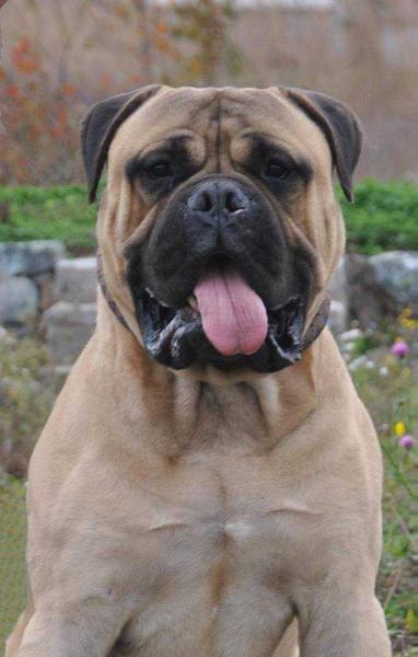 KANYON GAMEKEEPERS OF WUTHERING HIGHTS | Bullmastiff 