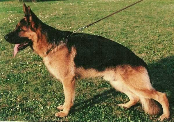 Nero vom Hirschel | German Shepherd Dog 