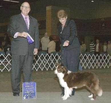 Shoreland's Red Foxy Lady | Border Collie 