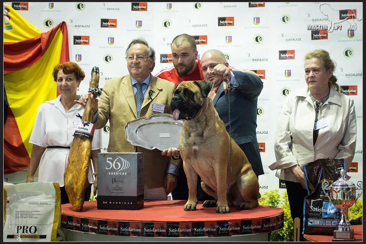 GDR IRIS | Bullmastiff 