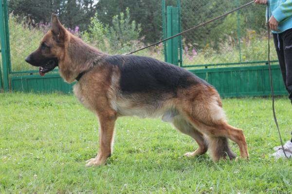 De Orse Mak Flai Fletcher | German Shepherd Dog 