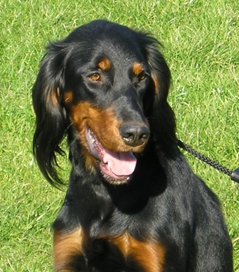 Æblevangen Adina | Gordon Setter 