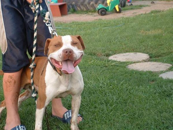 Elliott's Spanky | American Pit Bull Terrier 
