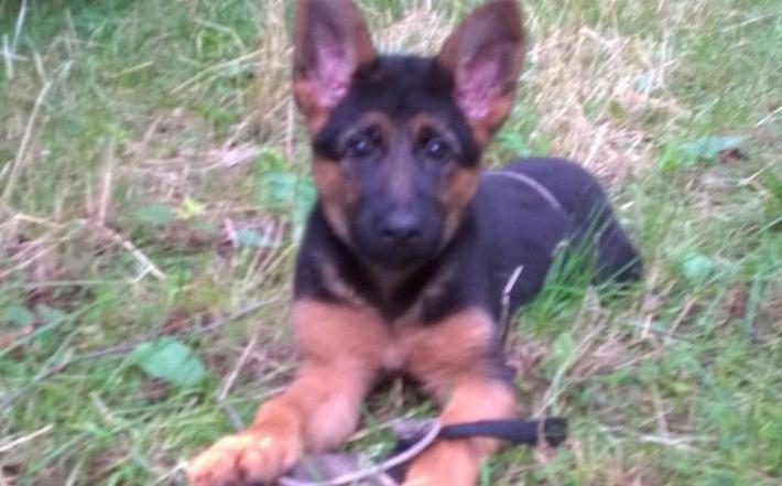 Vee vom Hanneß | German Shepherd Dog 