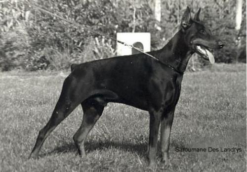 Saroumane des Landrys | Black Doberman Pinscher