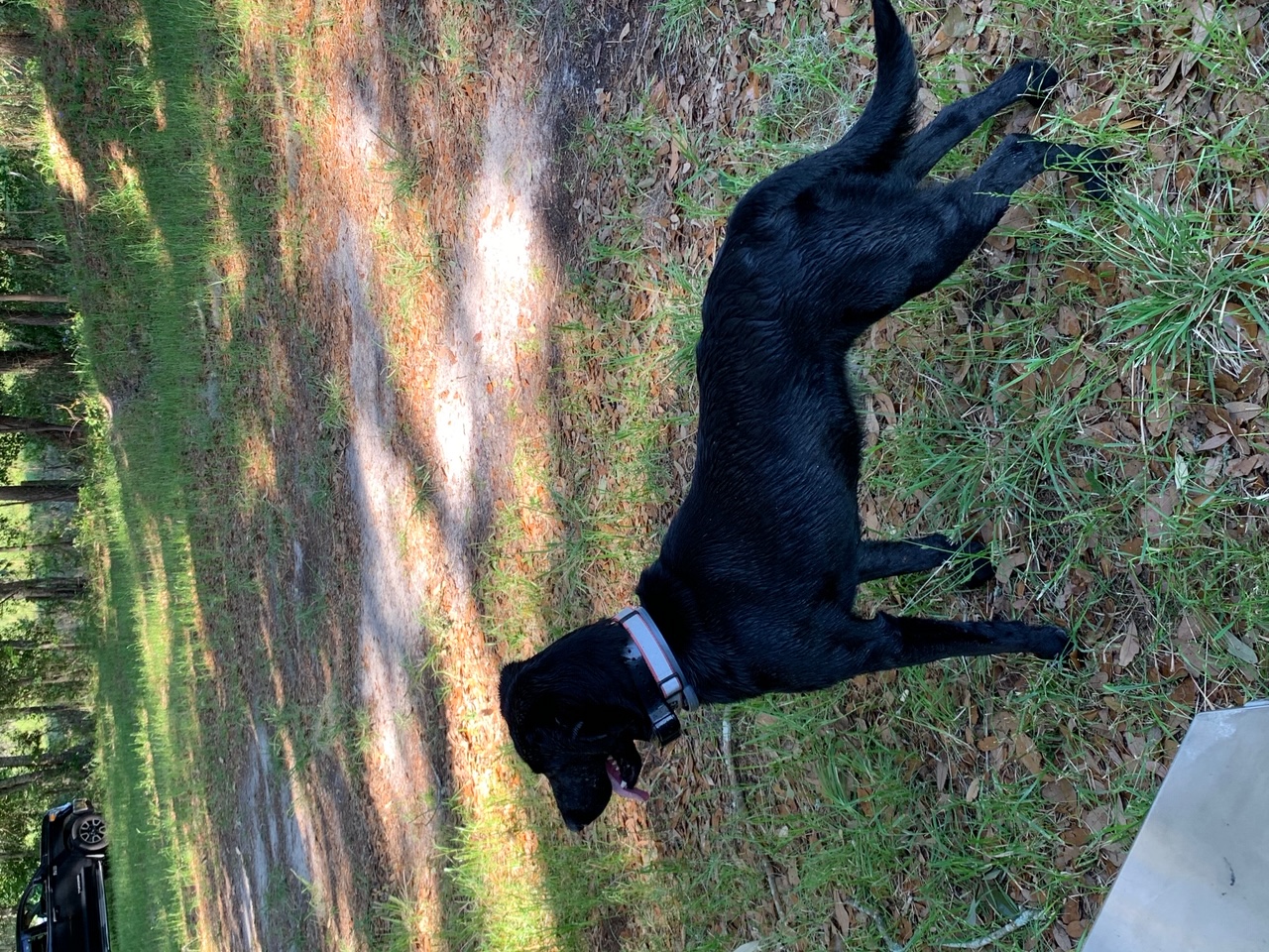 Ridgecrest's Temptation From Francalia | Black Labrador Retriver