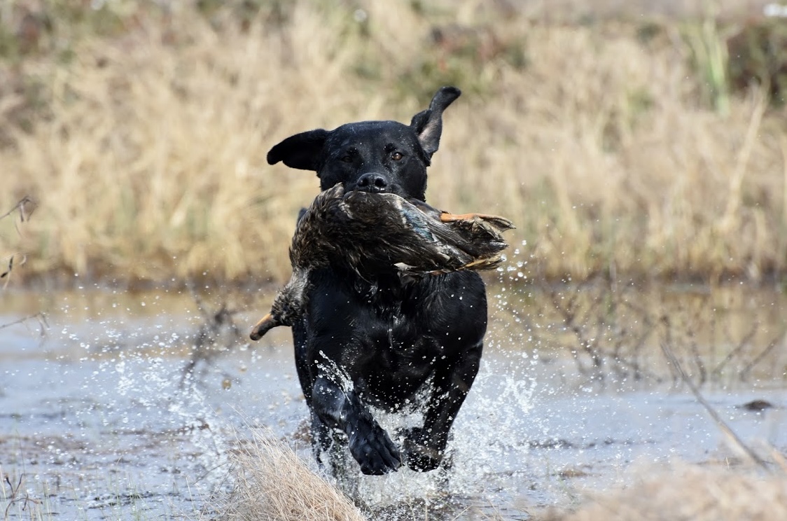 GRHRCH UH Hooter’s Lil Dot MH12 | Black Labrador Retriver