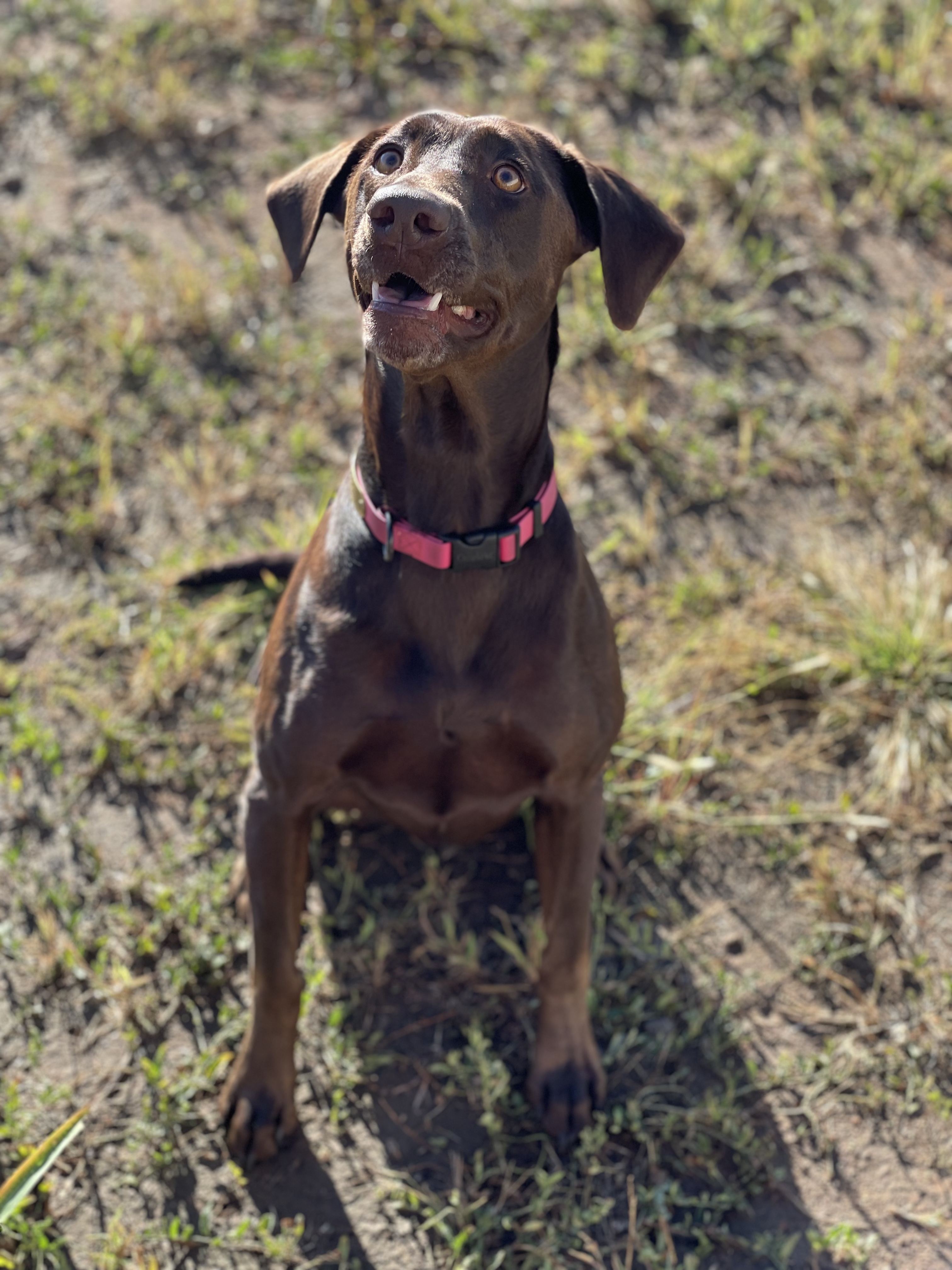 Jim Ned Creek Zoey | Chocolate Labrador Retriver