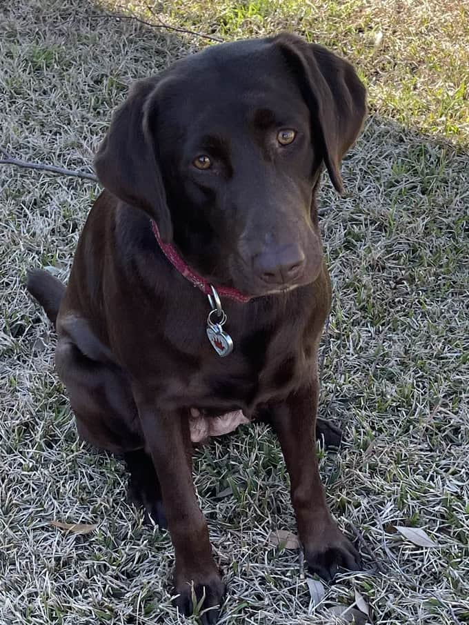 HR Gator Pts Storm’s Riptide Razzle Dazzle | Chocolate Labrador Retriver