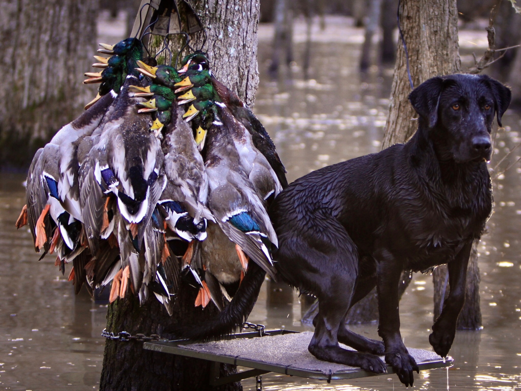 Greenbriar's Timber King MH | Black Labrador Retriver