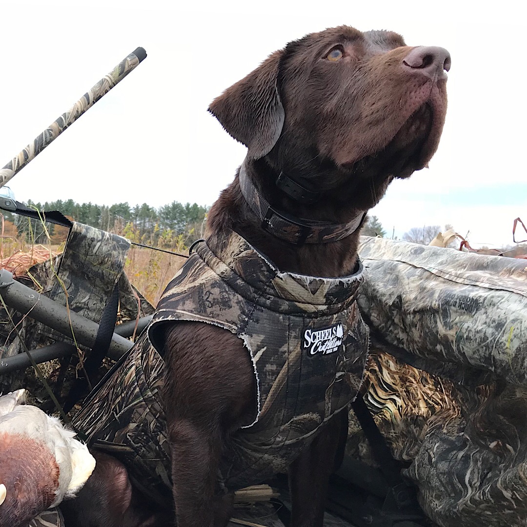 Arrowhead’s Honest Abe JH | Chocolate Labrador Retriver