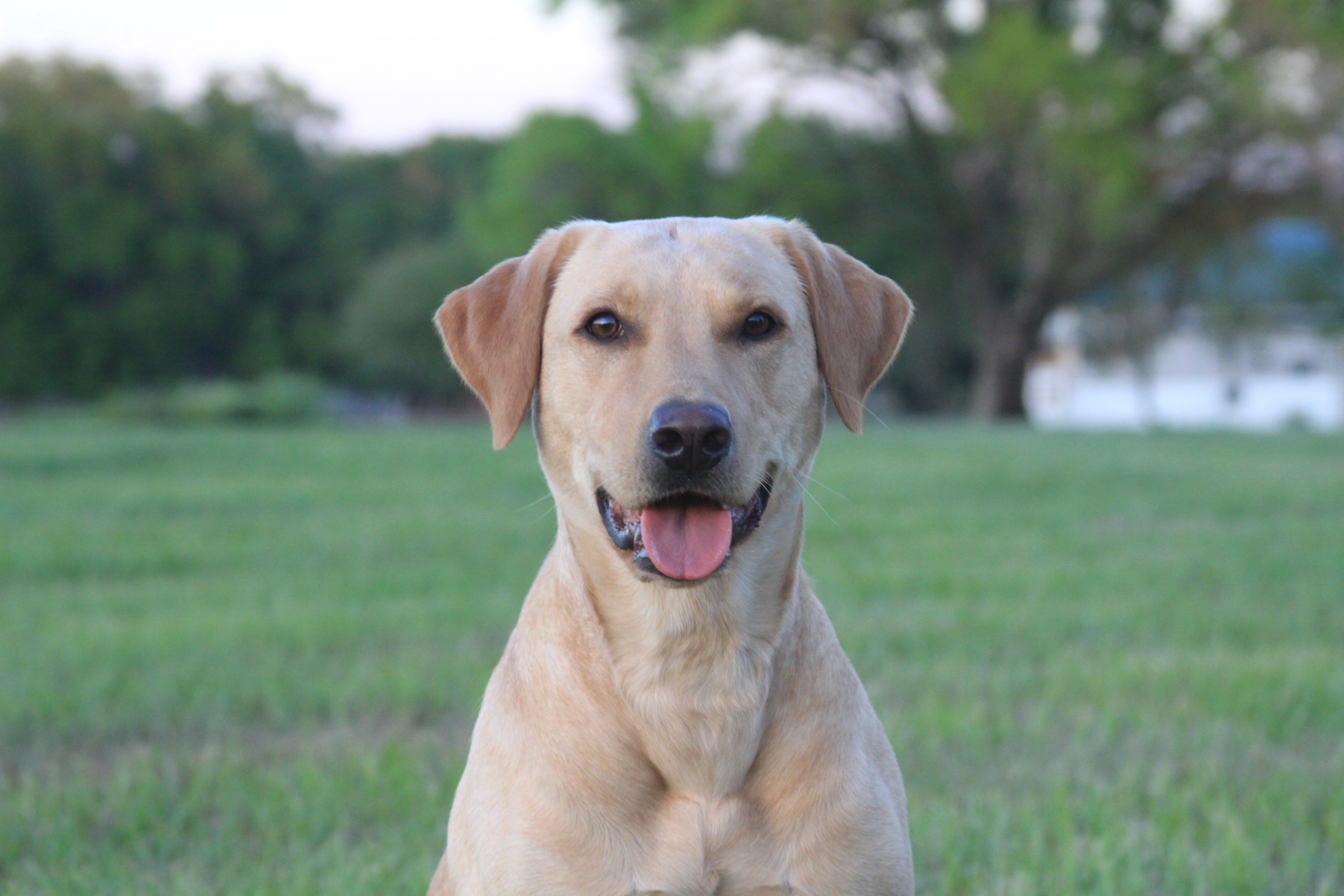 CPR SHR Wingman’s Blazin’ Sweetness JH | Yellow Labrador Retriver