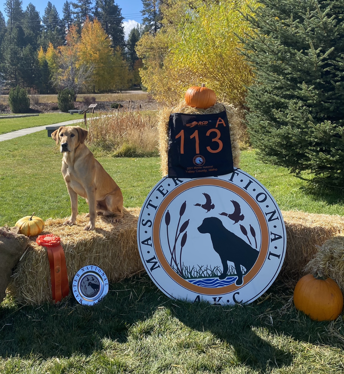 HRCH A-Bear For Freedom MH | Yellow Labrador Retriver