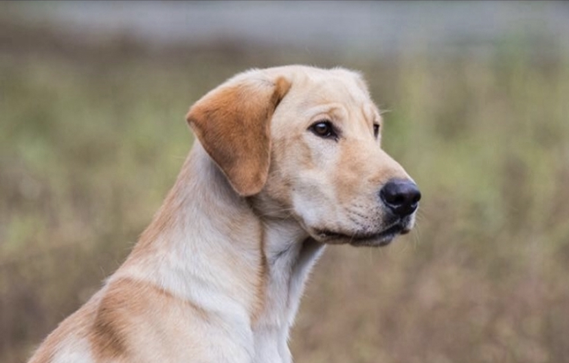 HRCH A-Bear For Freedom MH | Yellow Labrador Retriver