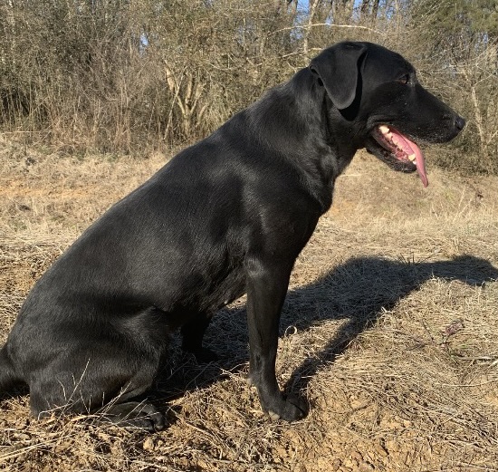 Smoking Gun's Sweet Reward MH | Black Labrador Retriver