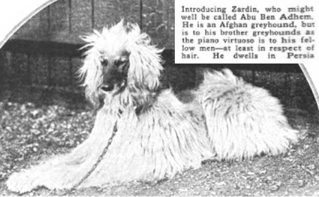 Zardin (~1918) | Afghan Hound 