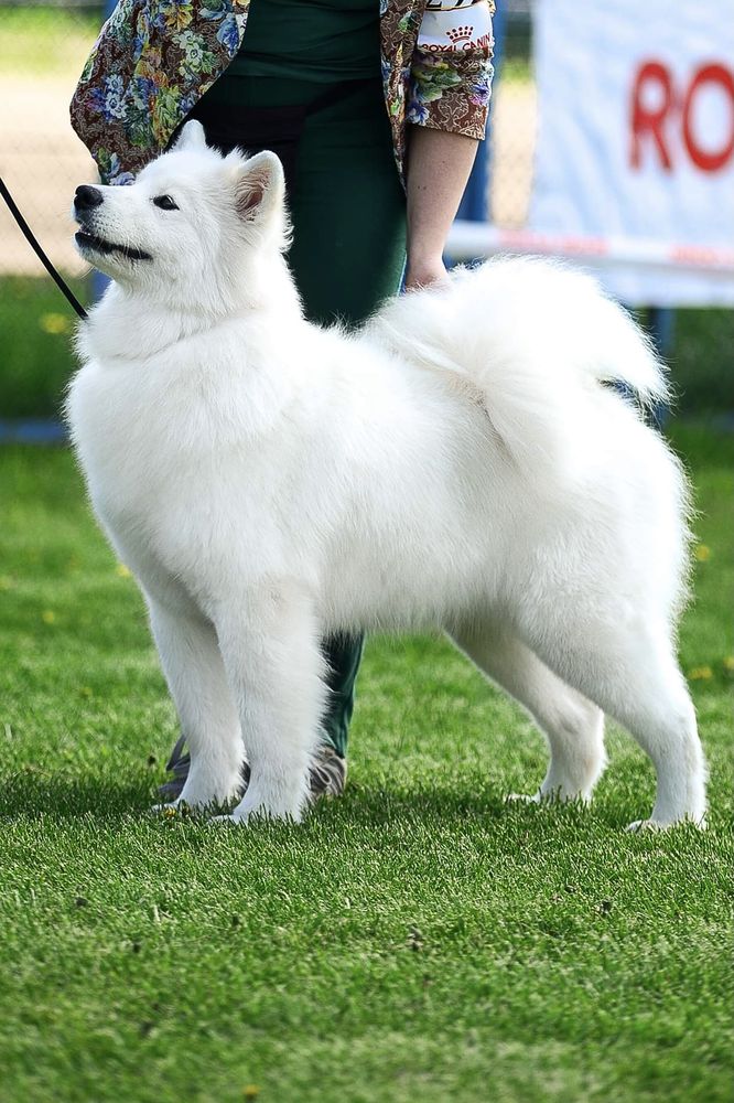 White Star Sumar Ophelia Queen Of Hearts | Samoyed 