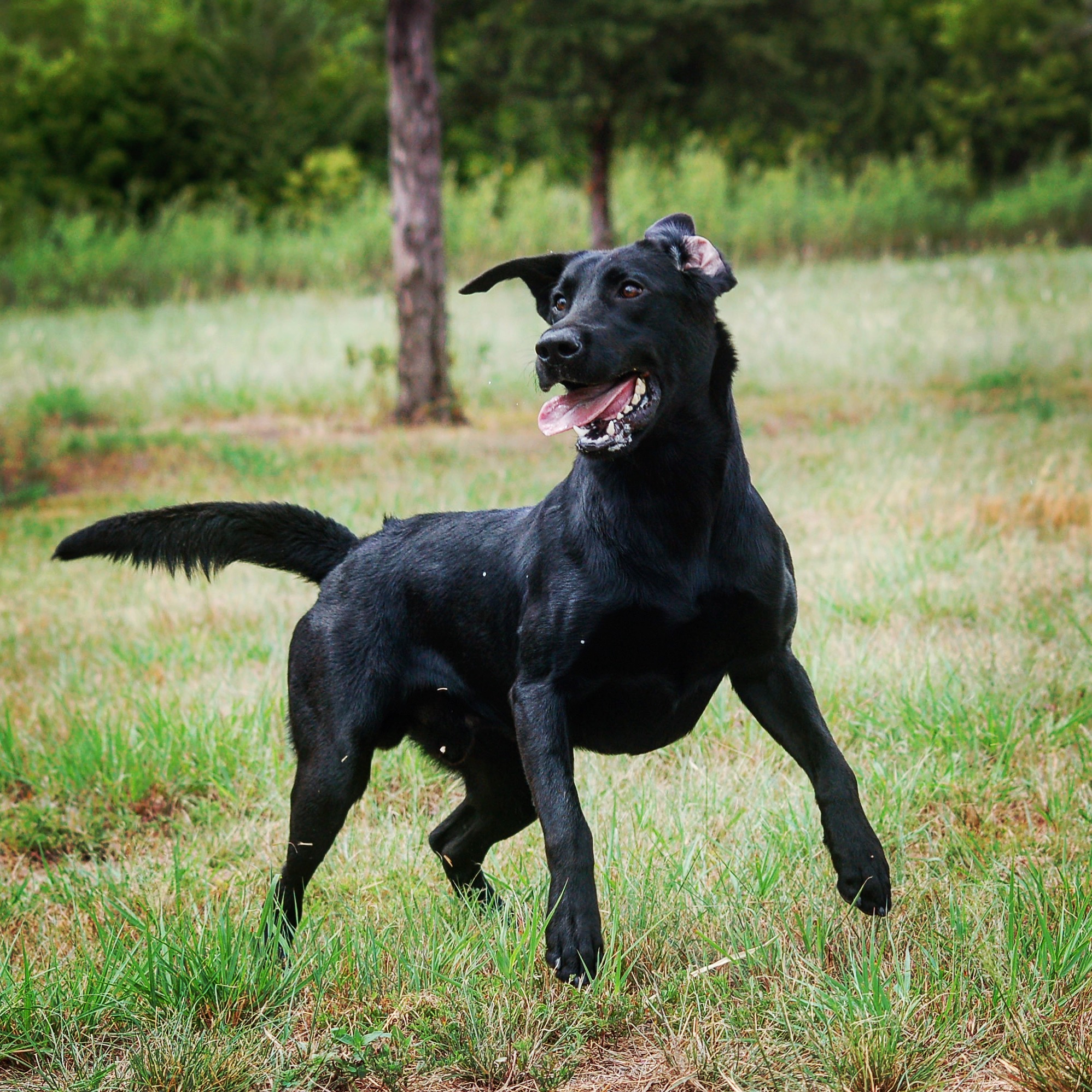 Jessica’s King Of The Pride | Black Labrador Retriver