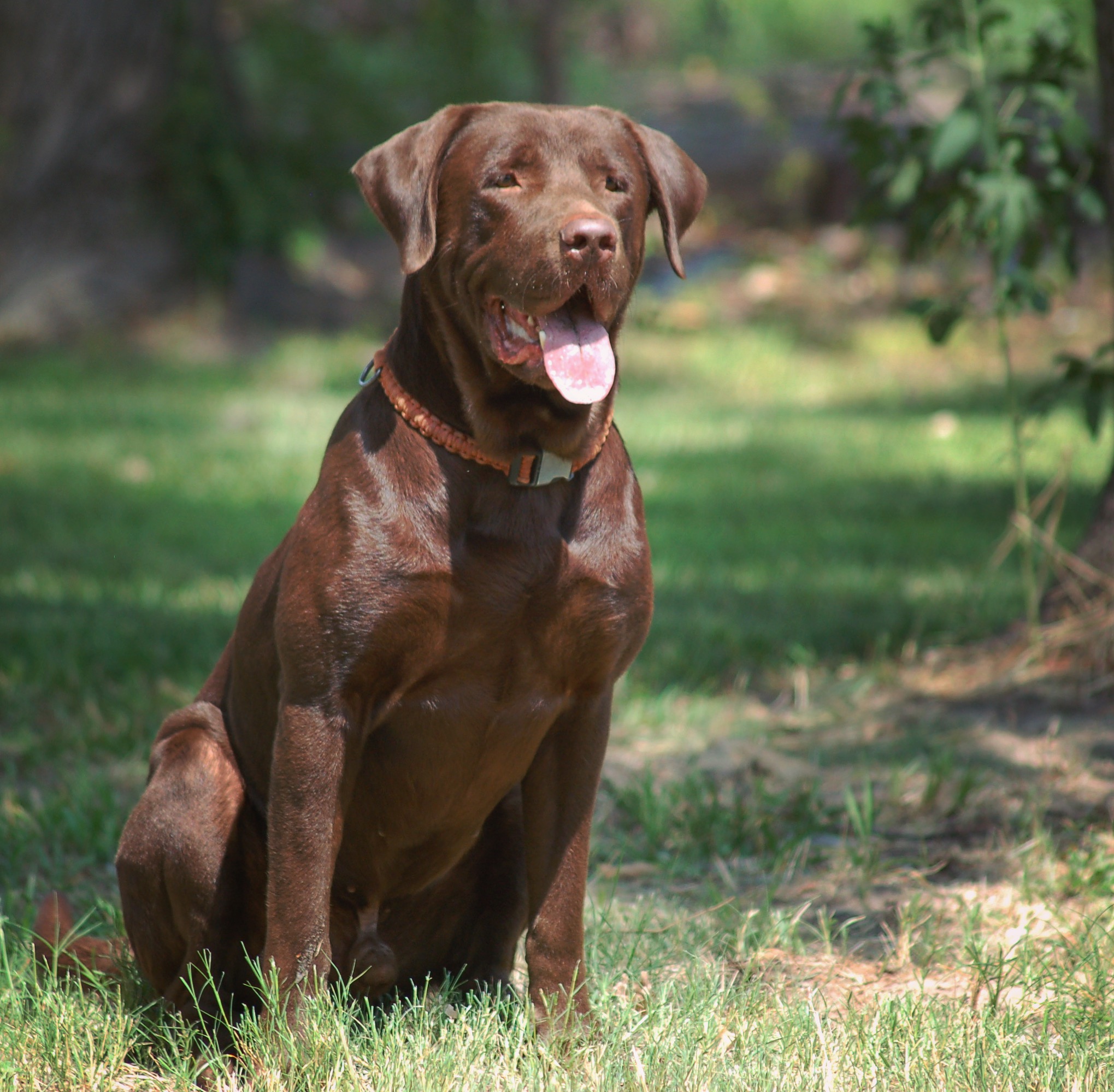 Dizzy Diesel Dwayne | Chocolate Labrador Retriver