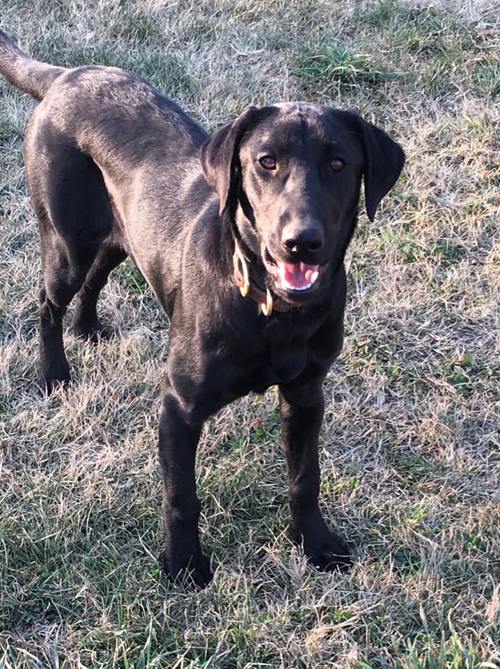 Washita's Marley Bear Elizabeth JH | Black Labrador Retriver