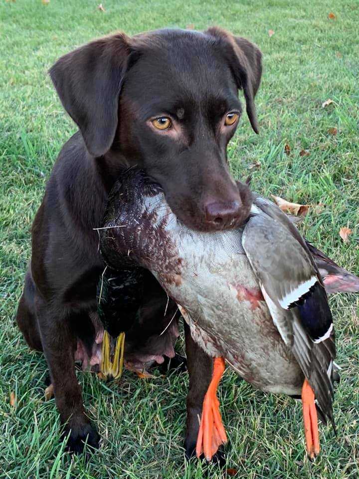 Washita's Koda Nicole JH | Chocolate Labrador Retriver