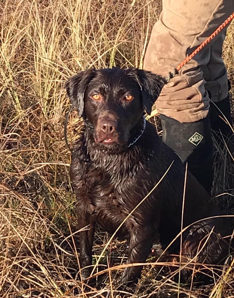 Washita's Koda Nicole JH | Chocolate Labrador Retriver