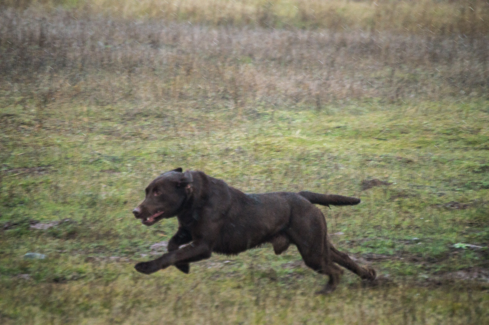 Kingsland's Hudson Hawk JH | Chocolate Labrador Retriver