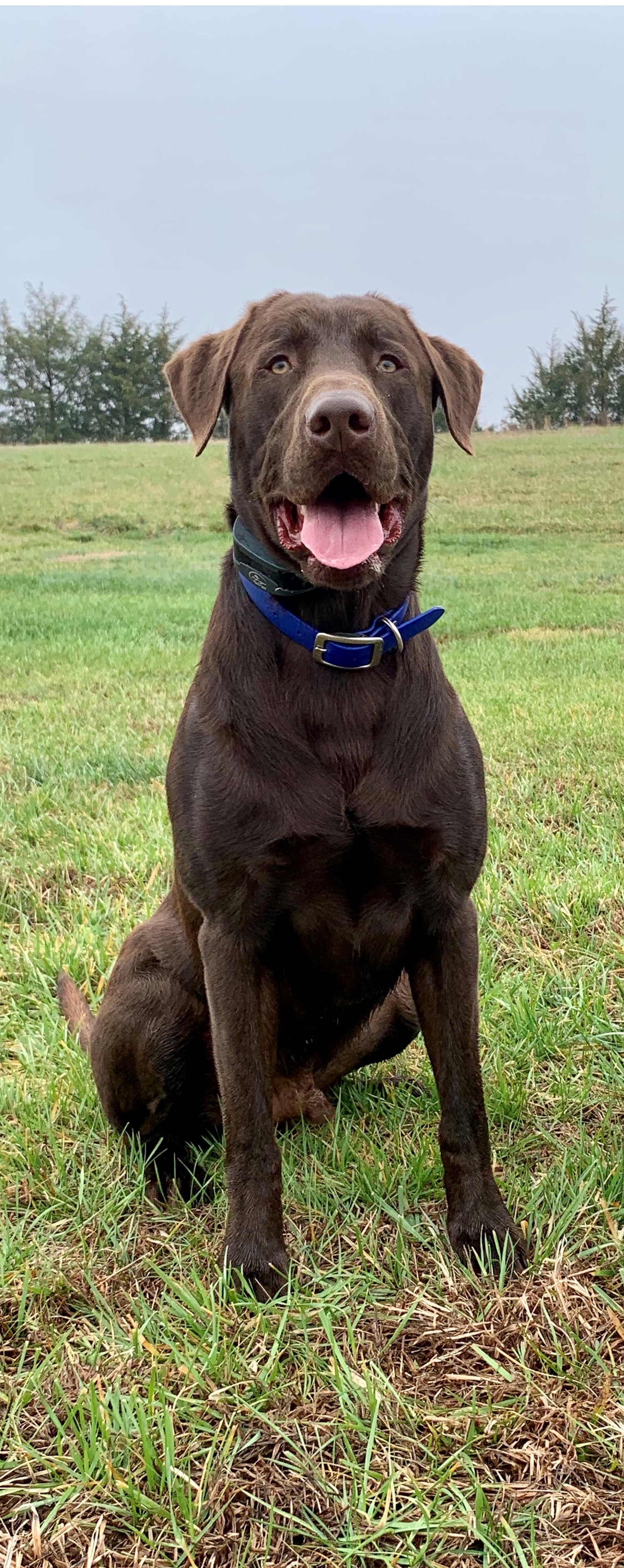 HR Phillips Mason Riptide Thunder JH | Chocolate Labrador Retriver