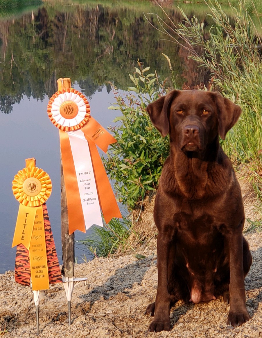 Skyriver's History In The Making MH | Chocolate Labrador Retriver