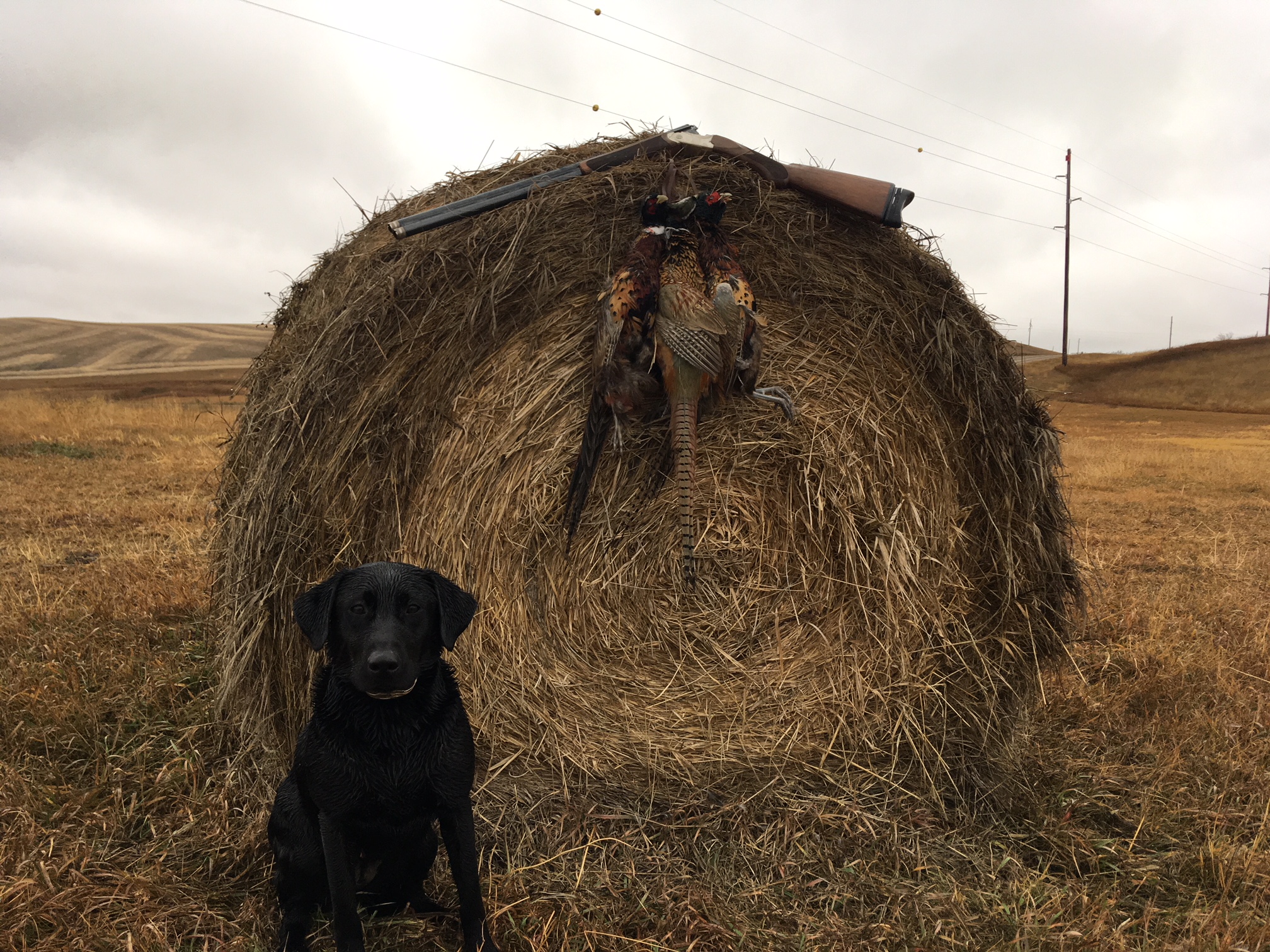 Zenner’s Mischievous Mya | Black Labrador Retriver