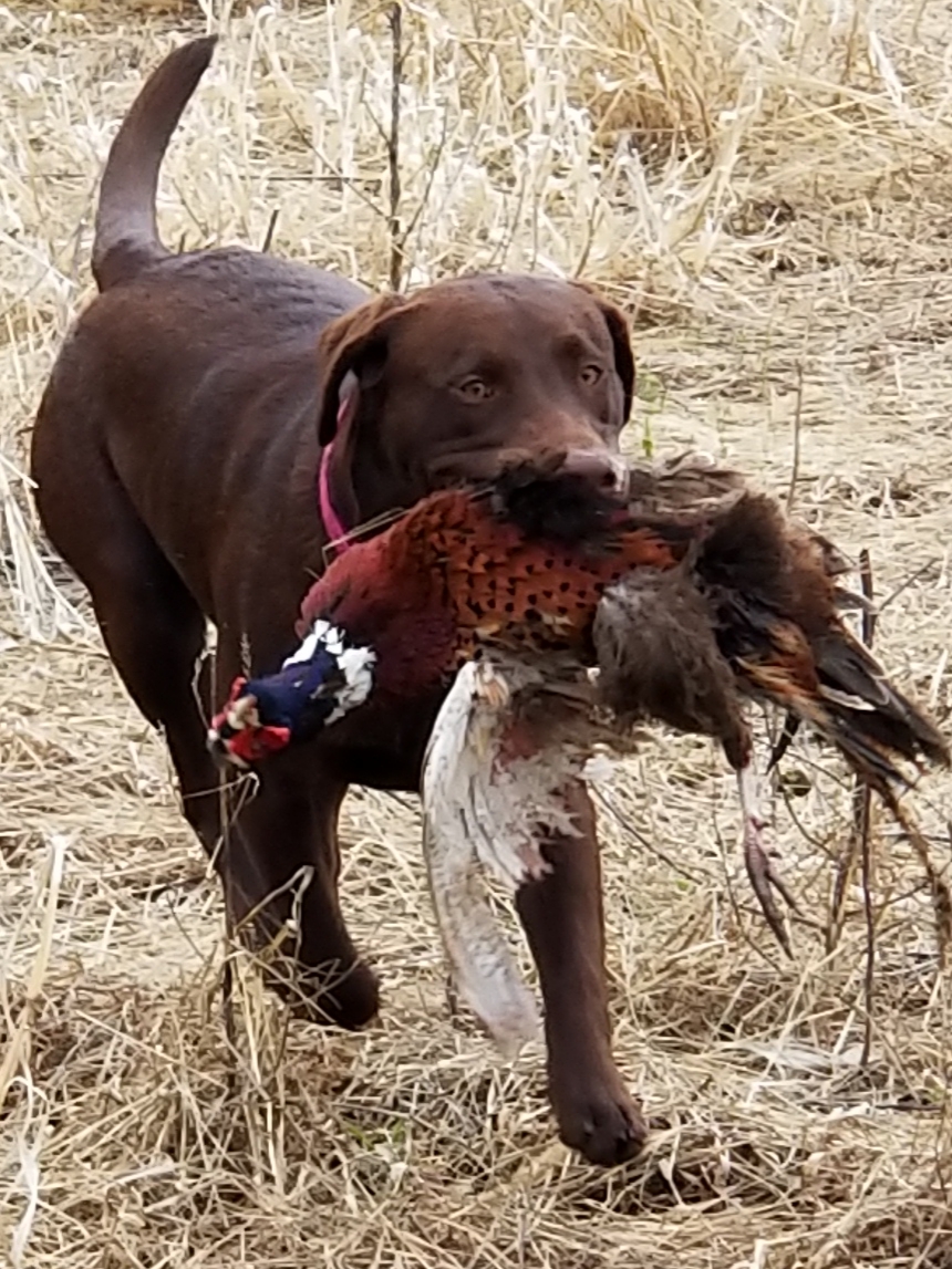 Darin's Cheasey Brant | Chocolate Labrador Retriver