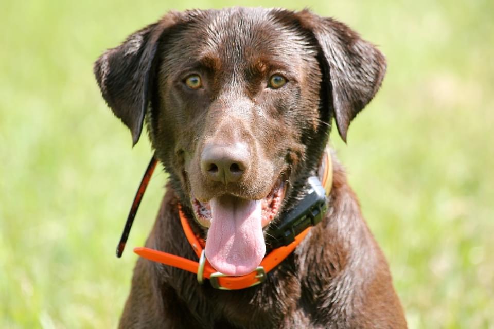 Sliding Creeks One Riot One Ranger | Chocolate Labrador Retriver