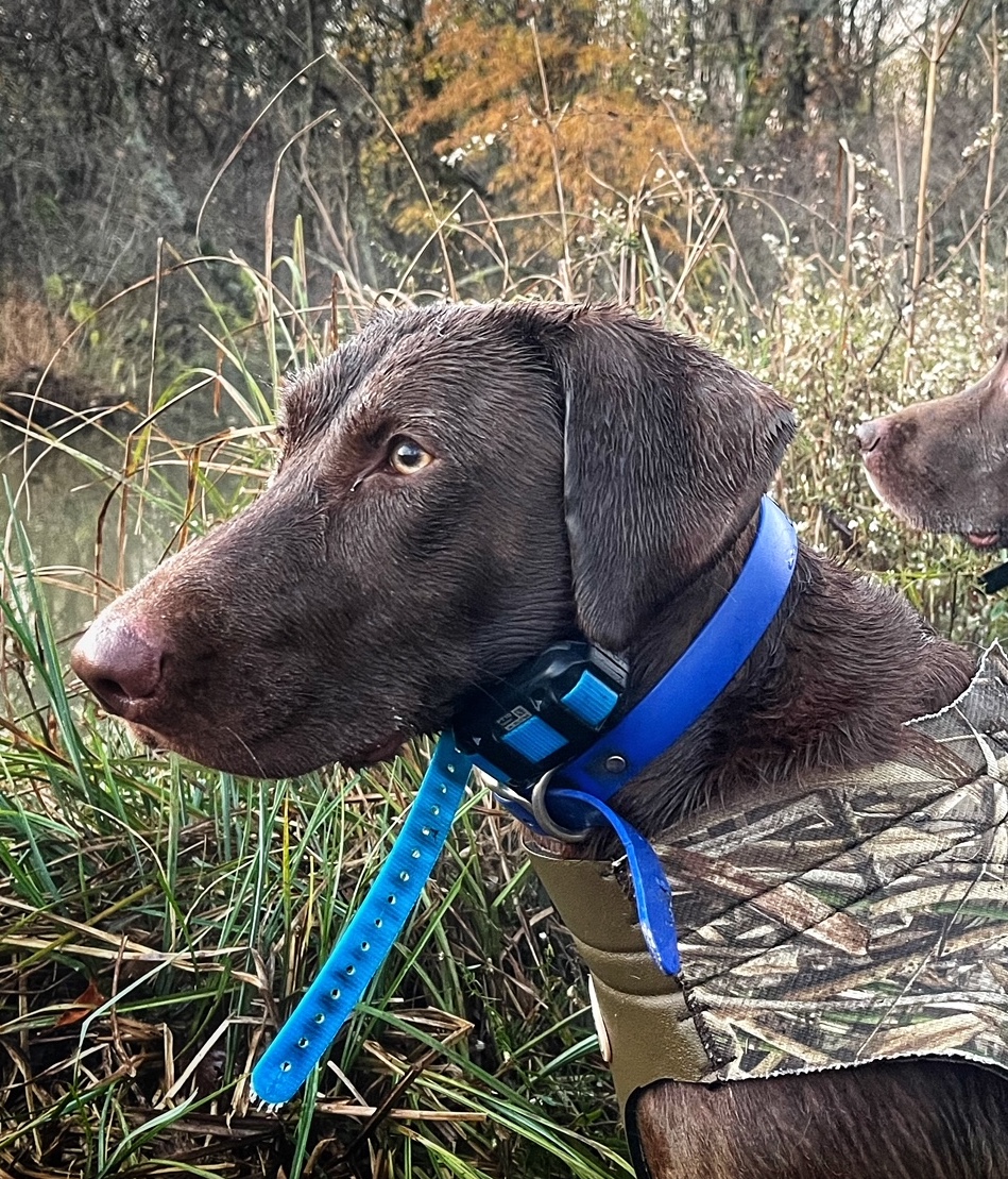 Sliding Creeks Majestic Northern Shoveler  JH | Chocolate Labrador Retriver