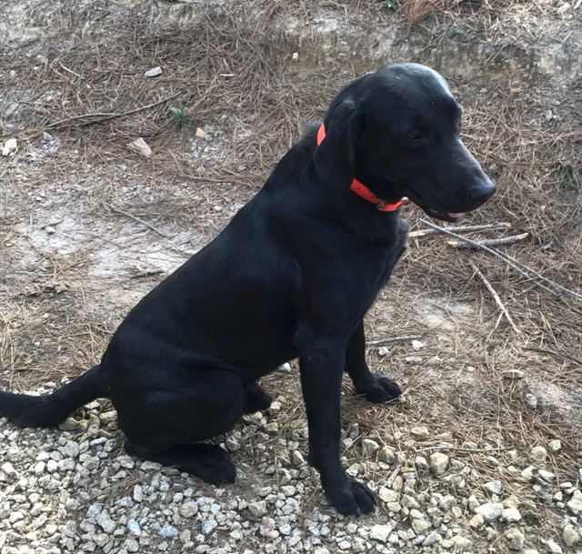 Duke Just A. Good Ole Boy | Black Labrador Retriver