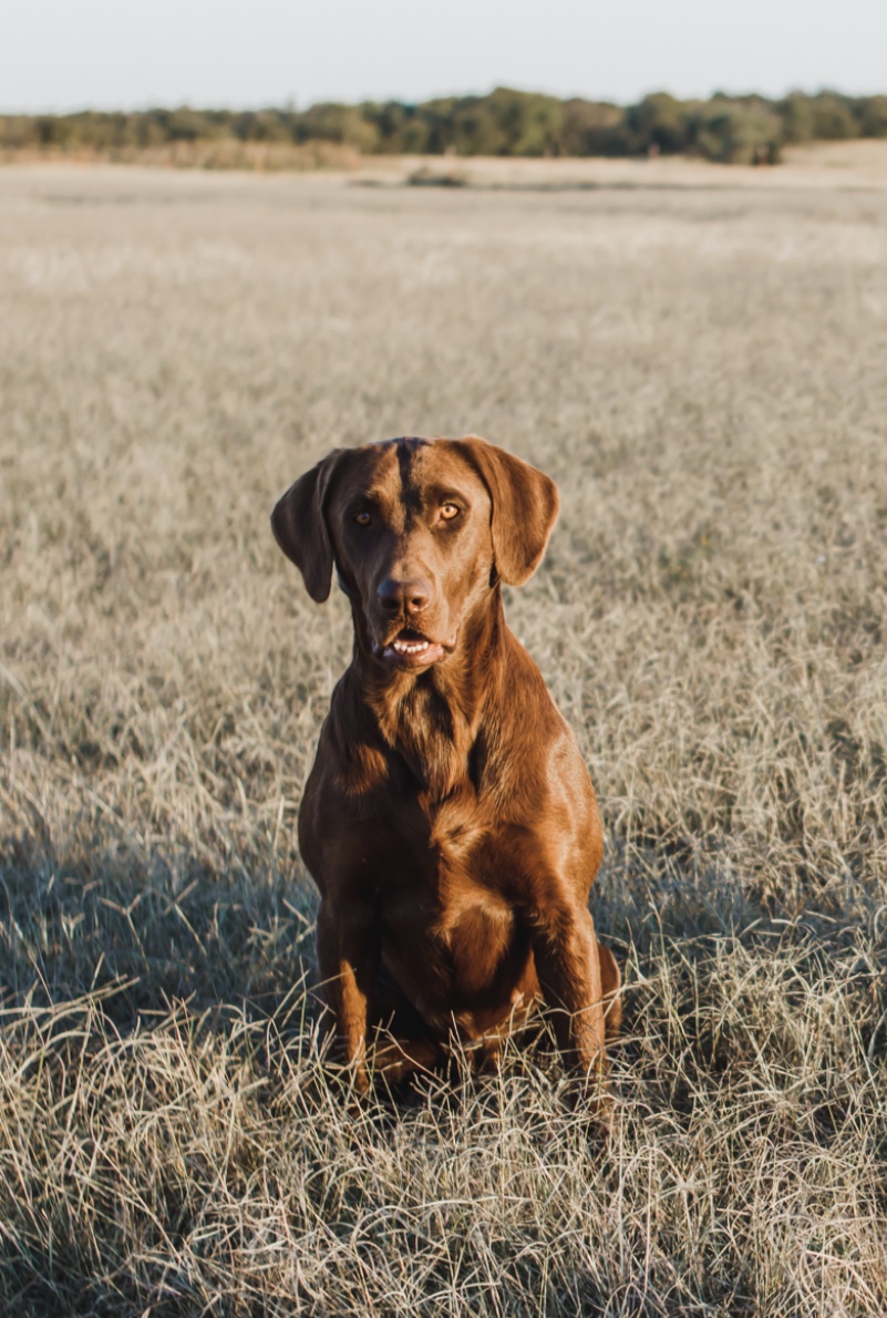 Pokes Win “Zoey” JH | Chocolate Labrador Retriver