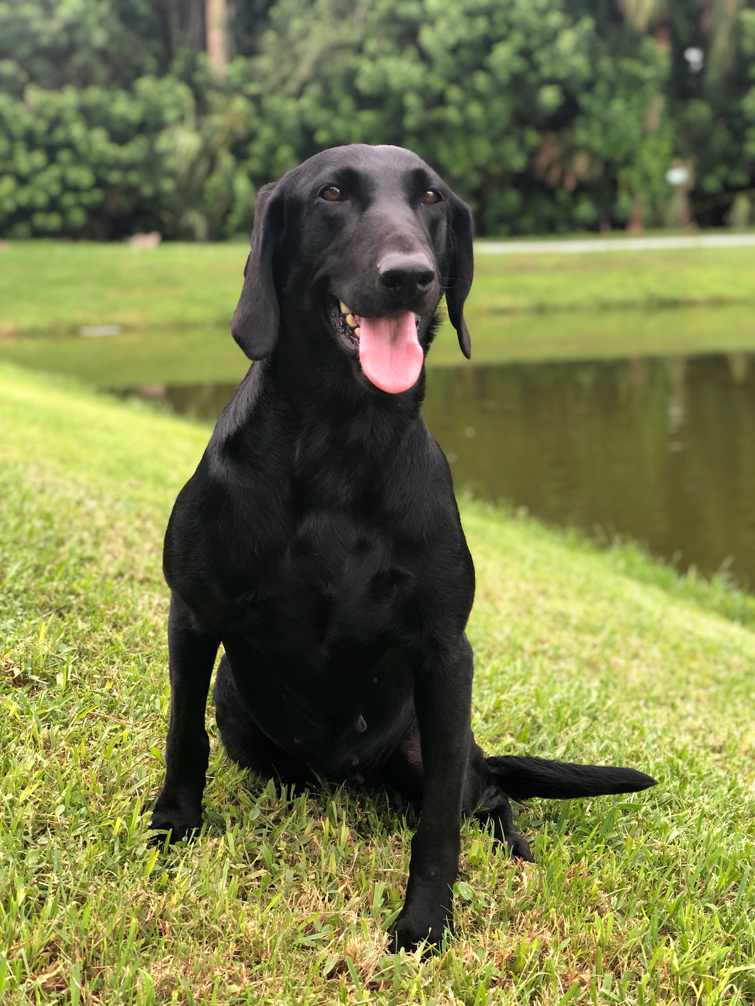 HRCH Revitt Up's We Found Paradise | Black Labrador Retriver