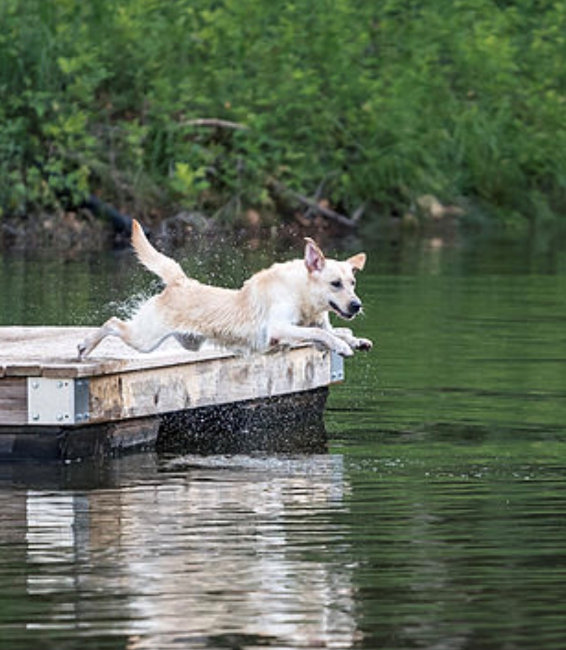 Pride Of Dixie's Boss Hog JH | Yellow Labrador Retriver