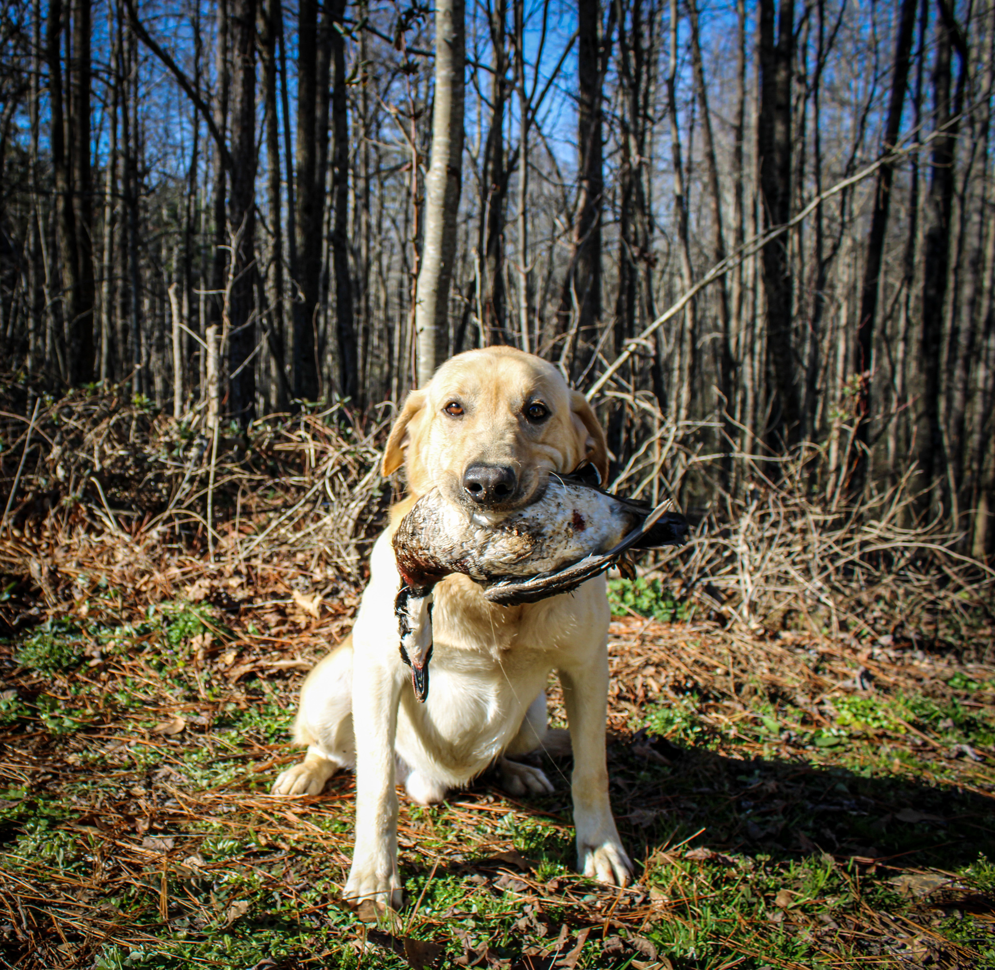 Pride Of Dixie's Boss Hog JH | Yellow Labrador Retriver