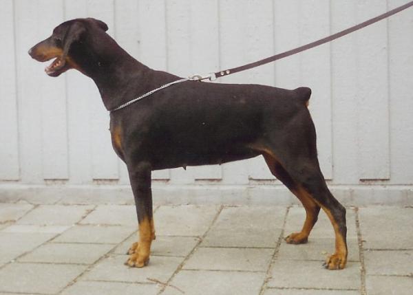 Elza-Britt v. Schuylenburcht | Black Doberman Pinscher