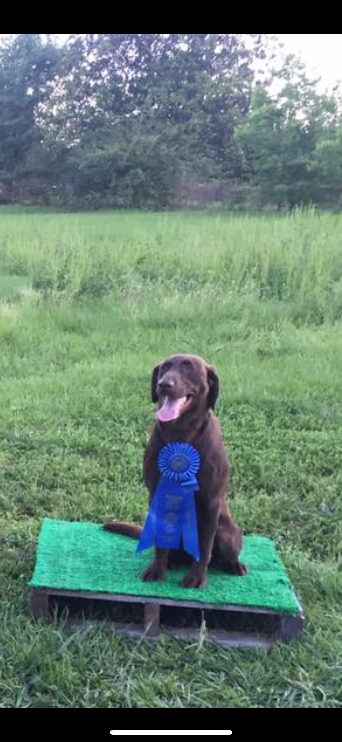 Brair Creek Delta Dawn | Chocolate Labrador Retriver